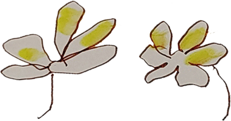 Hand-drawn flowers